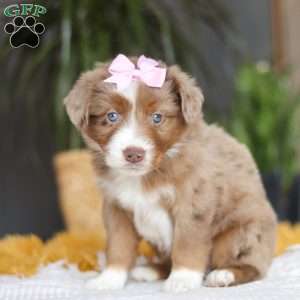 Oz, Miniature Australian Shepherd Puppy